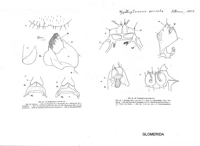 Typhloglomeris serrata