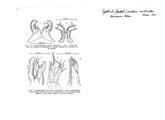 Typhloiulus serbani unilineatus, author: Henry W. Bremann, Henri Ribaut, Maria Prin, Jean-Paul Mauri et al. (1890-1999): Bremann iconographic file & successors