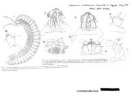 Vieteuma hubeiensis