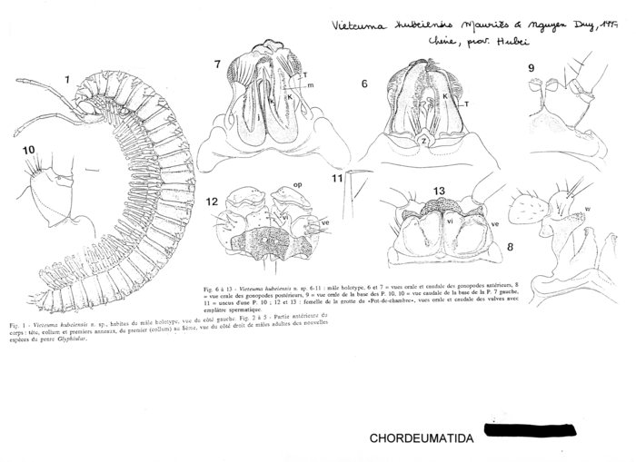 Vieteuma hubeiensis