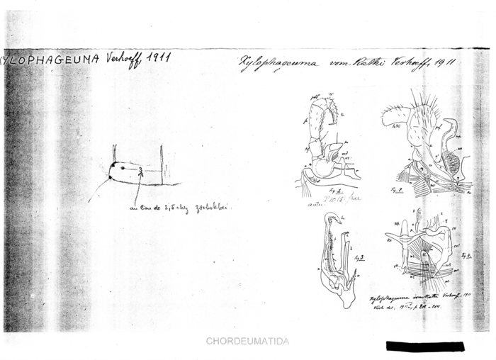 Xylophageuma vomrathi