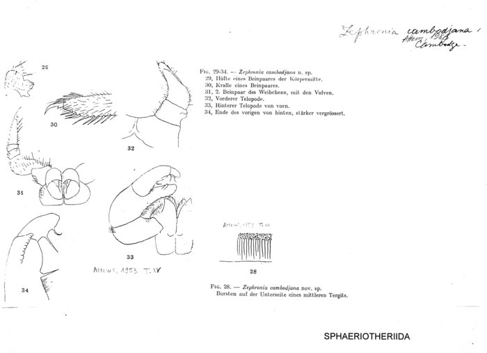 Zephronia cambodjana