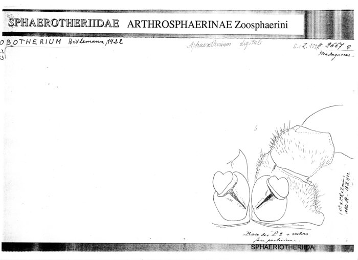 Zoosphaerium digitale