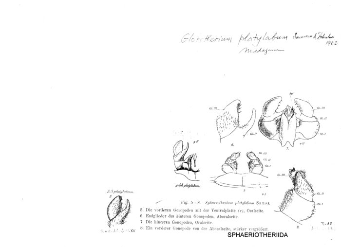 Zoosphaerium platylabum