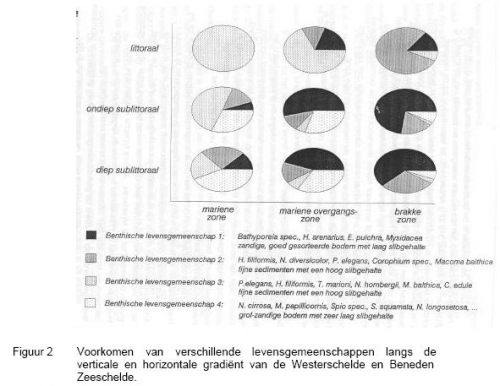 Voorkomen van verschillende levensgemeenschappen langs de verticale en horizontale gradiënt van de Westerschelde en Beneden Zeeschelde