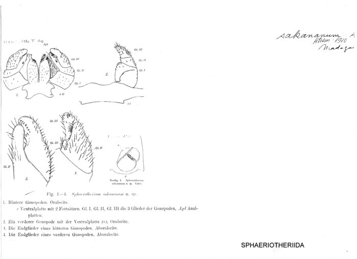 Zoosphaerium sakananum