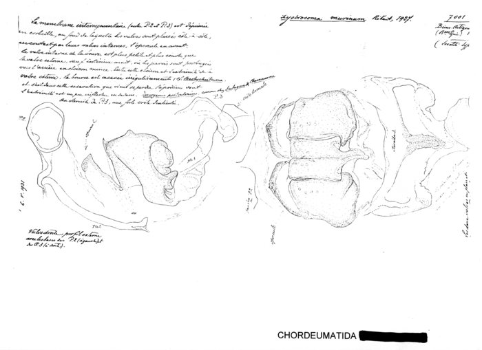 Xystrosoma murinum