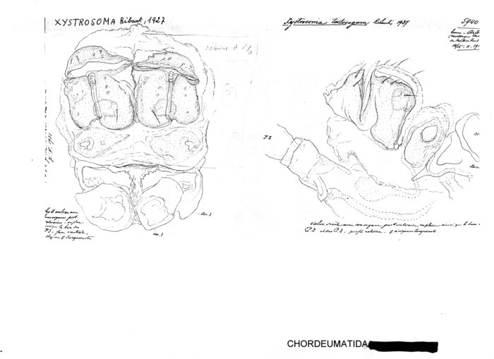 Xystrosoma tectosagum