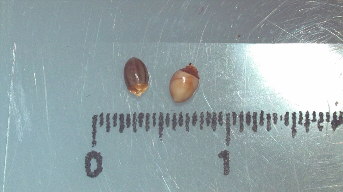 Nutlet of Scleria annularis K002963706 1