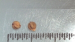 Nutlet of Scleria biflora K000455119 1