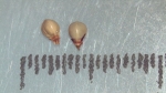 Nutlet of Scleria bulbifera K002787037 1