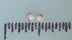 Nutlet of Scleria calcicola K002787268 1