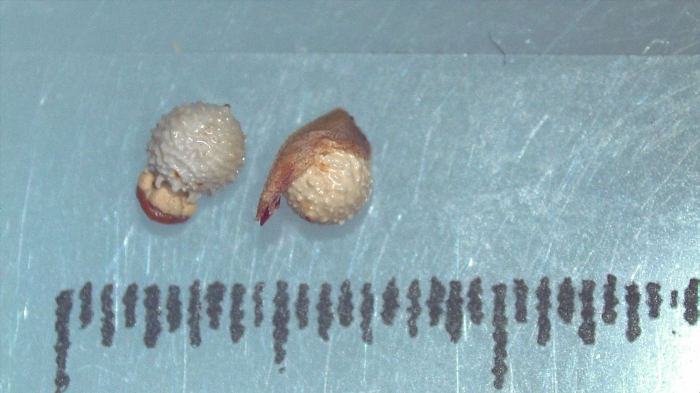 Nutlet of Scleria ciliata K002789065 1