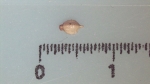 Nutlet of Scleria composita K001180069 1