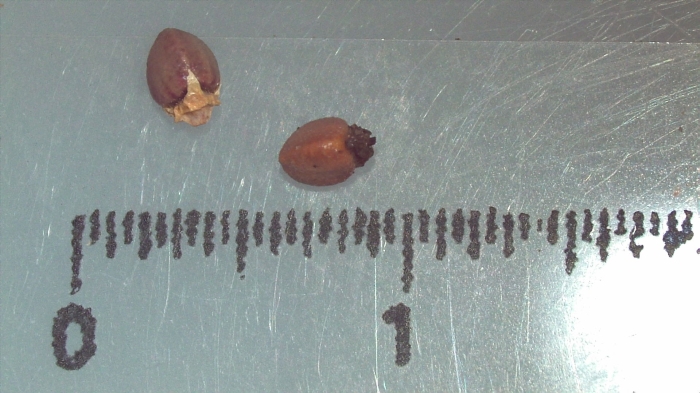 Nutlet of Scleria cyperina K002789576 1