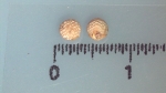 Nutlet of Scleria globonux K002785746 1