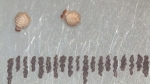 Nutlet of Scleria hilsenbergii K002788681 1