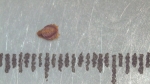 Nutlet of Scleria hispidula K002786925 1