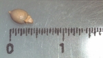 Nutlet of Scleria lagoensis K002785818 1