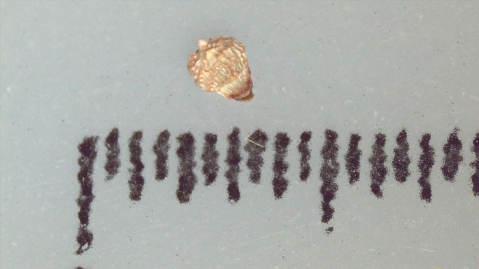 Nutlet of Scleria leptostachya K001180047 1