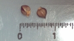 Nutlet of Scleria martii K001095018 1