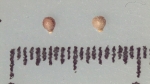 Nutlet of Scleria melanotricha K000468875 1