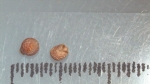 Nutlet of Scleria muehlenbergii K002789093 1