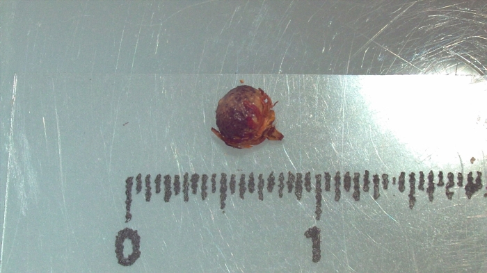 Nutlet of Scleria myricocarpa K001180299 1