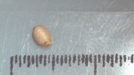 Nutlet of Scleria natalensis K002788880 1