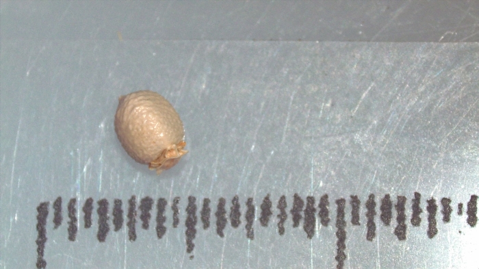 Nutlet of Scleria natalensis K002788880 1