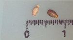 Nutlet of Scleria nyasensis K002787373 1