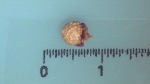 Nutlet of Scleria panicoides K001180311 1