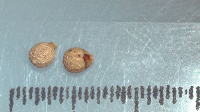 Nutlet of Scleria parvula K002963447 1