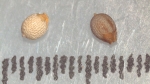 Nutlet of Scleria patula K002788332 1