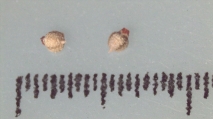 Nutlet of Scleria pergracilis K002964969 1, author: Javier Gal-Dz