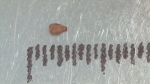 Nutlet of Scleria perpusilla K002788667 1