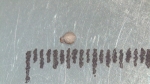 Nutlet of Scleria polyrrhiza K002788150 1