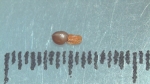 Nutlet of Scleria procumbens K000363374 1