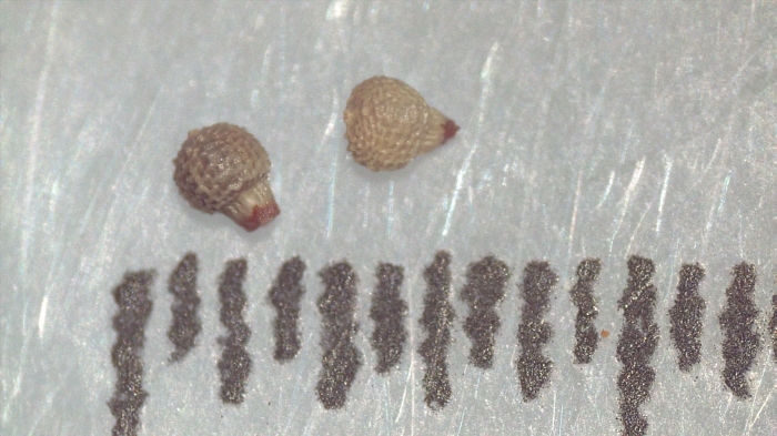 Nutlet of Scleria pulchella K002786923 1