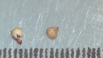 Nutlet of Scleria purdiei K002789156 1