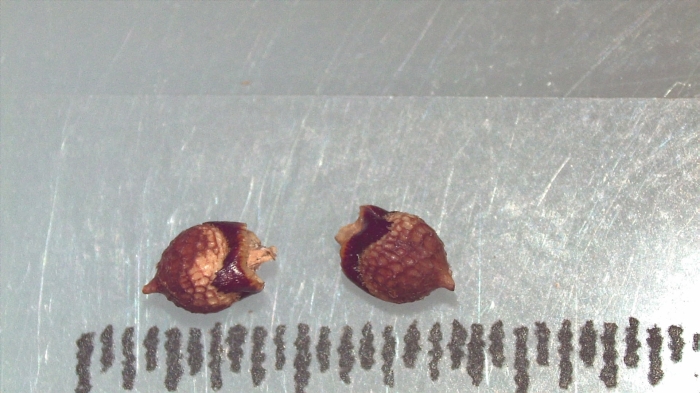 Nutlet of Scleria purpurascens K002964081 1