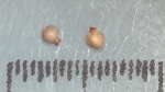 Nutlet of Scleria rehmannii K002786417 1