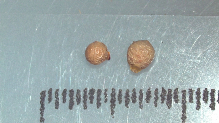 Nutlet of Scleria reticularis K000455230 1