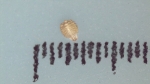 Nutlet of Scleria richardsiae K002787186 1