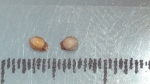 Nutlet of Scleria rugosa K002964975 1