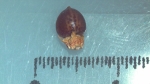 Nutlet of Scleria scabra K001180222 1