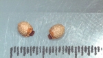 Nutlet of Scleria scrobiculata K002964053 1