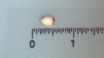 Nutlet of Scleria secans K002789629 1