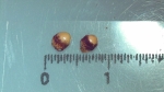 Cyperaceae