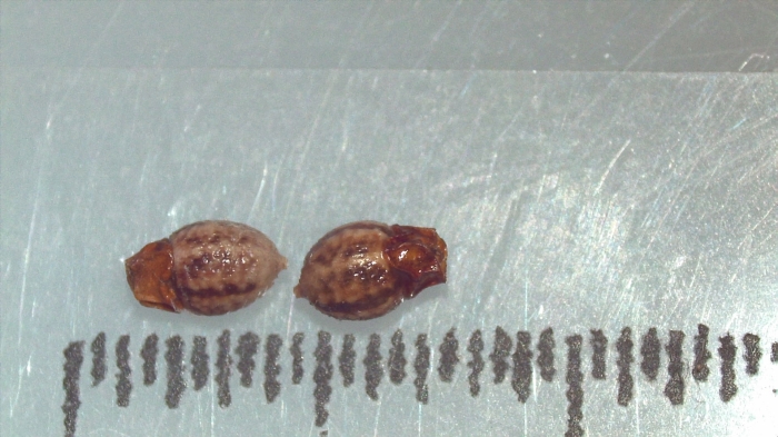 Nutlet of Scleria transvaalensis K002788885 1